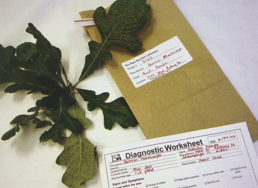 tree disease diagnosis