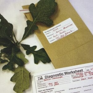 tree disease diagnosis