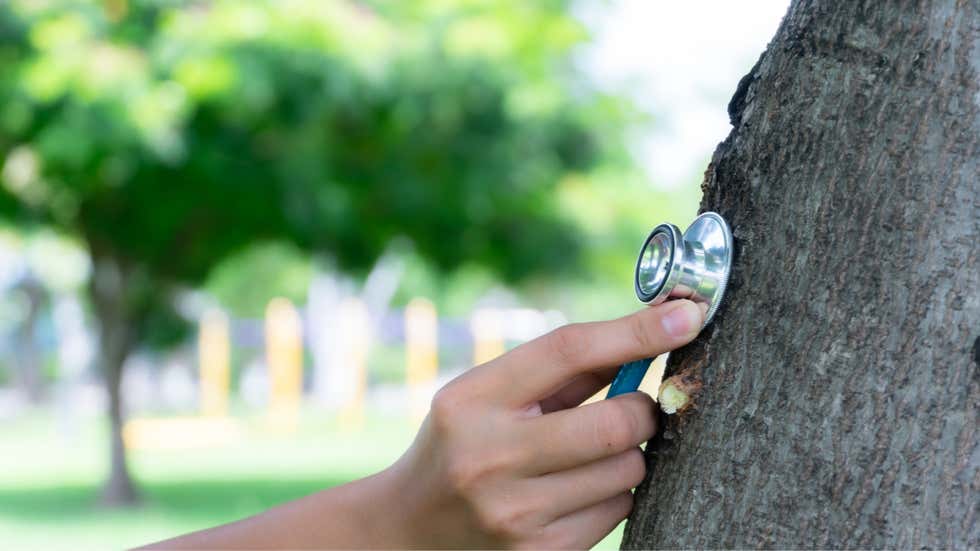 Tree Health Checkups, Arborist Places a Stethescope on a tree trunk.