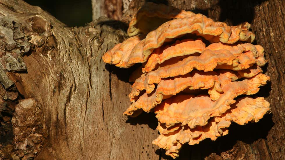 wood decay fungi