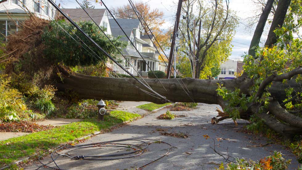 Storm Damaged Tree falls across street