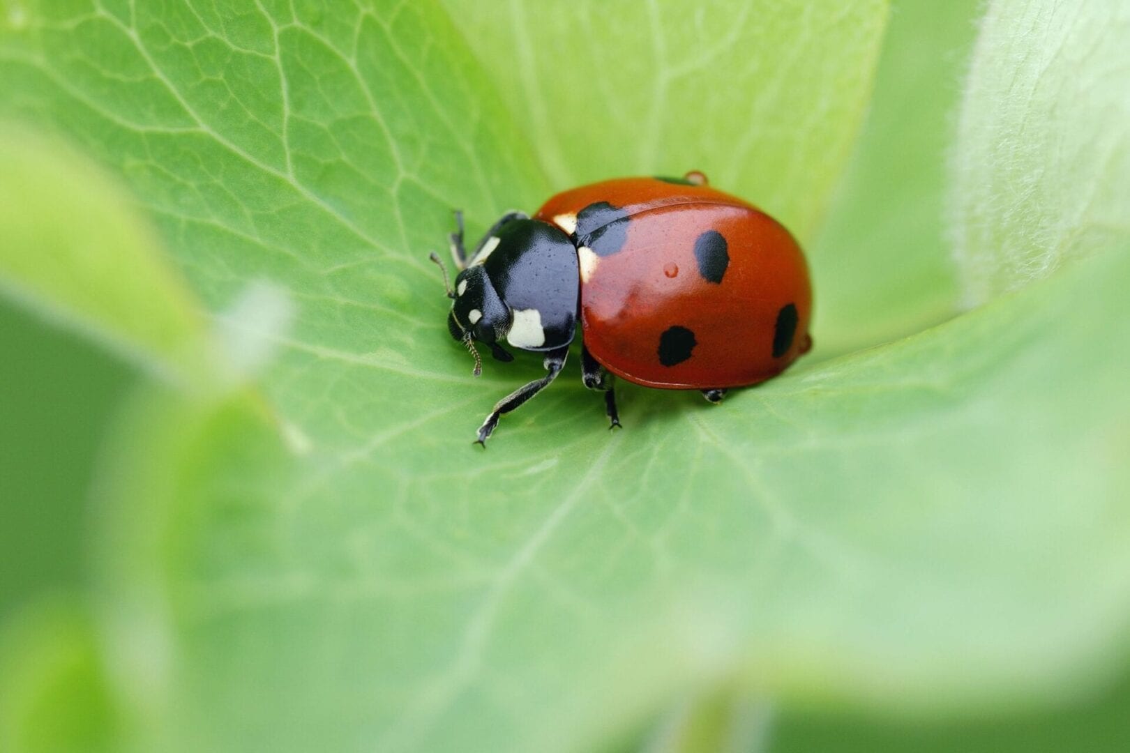 Ladybird Beetle