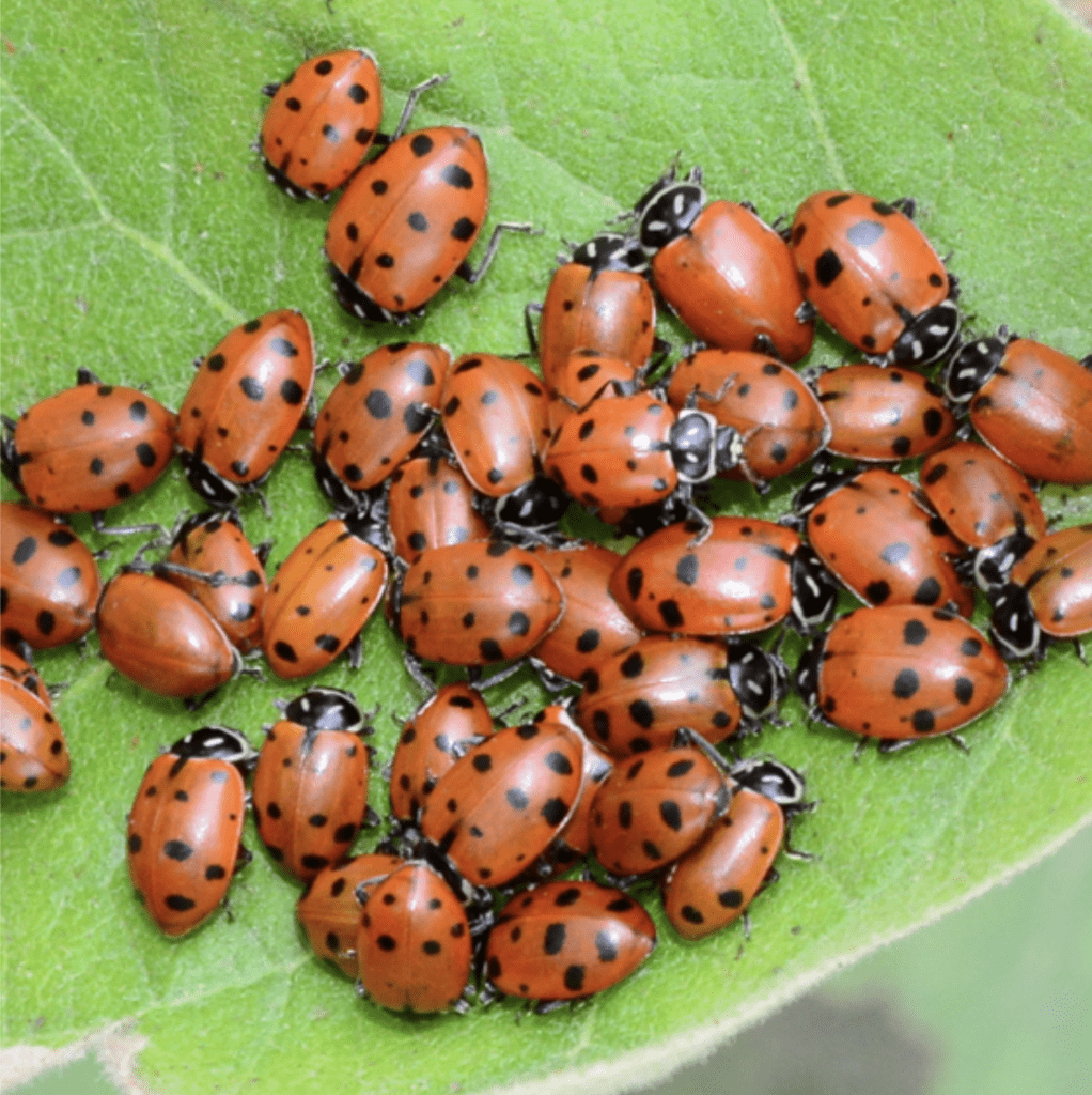 Ladybird Beetles for Biological Control of Aphids