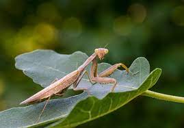 Praying Mantids are a common Biological Control