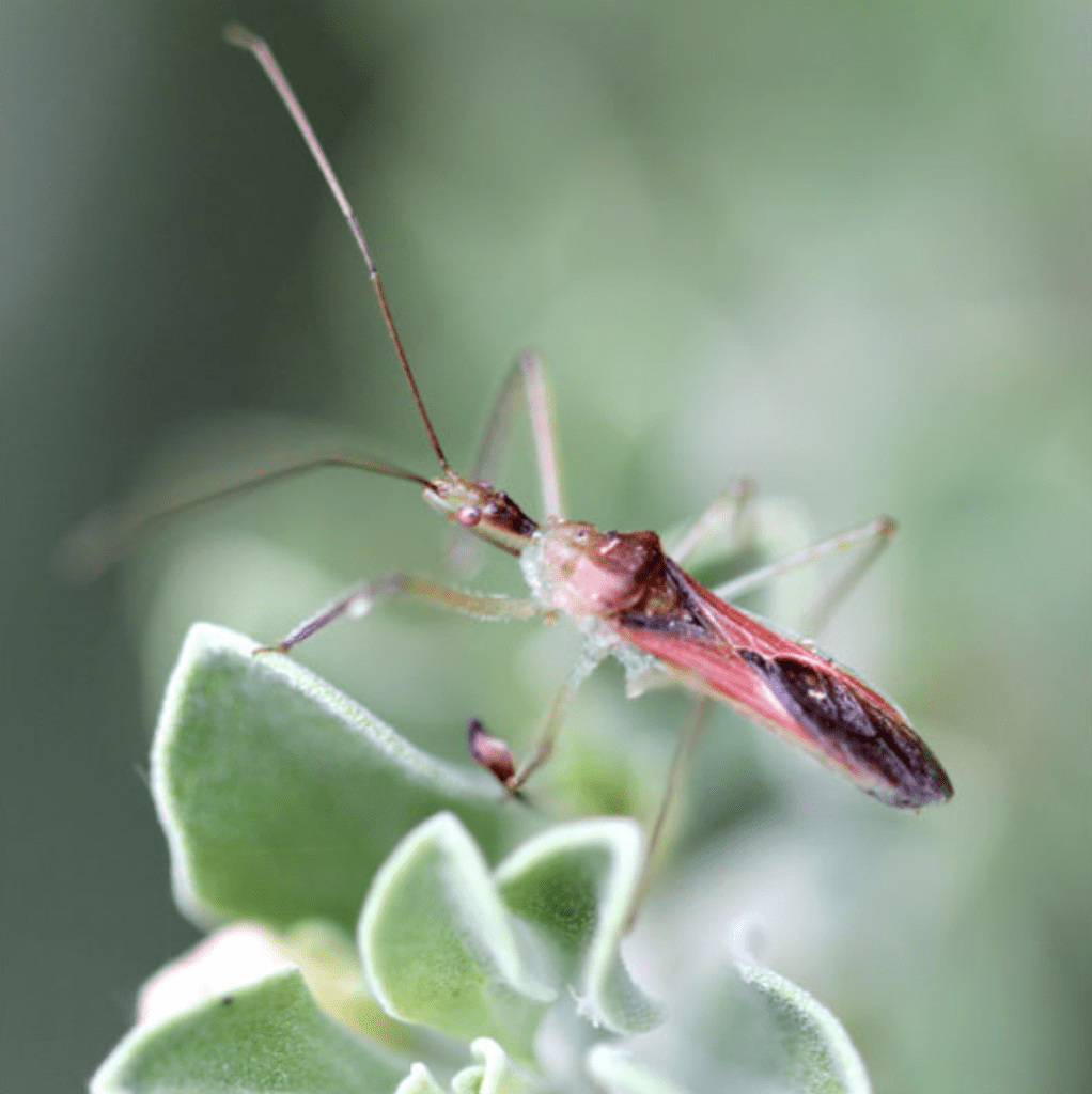 Assasin Bug on a leaf being used as a biological control