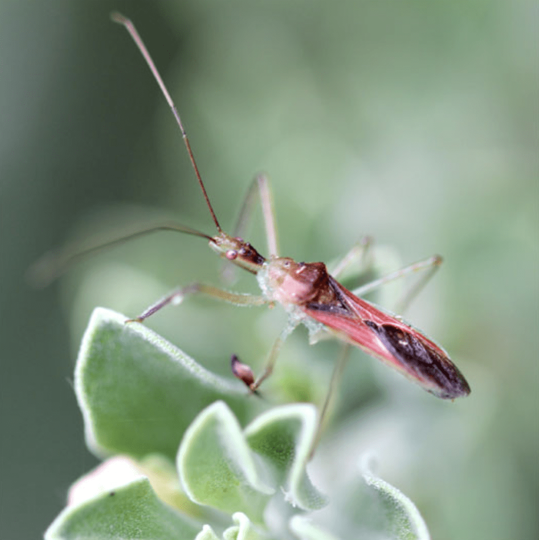 Assasin Bug on a leaf being used as a biological control