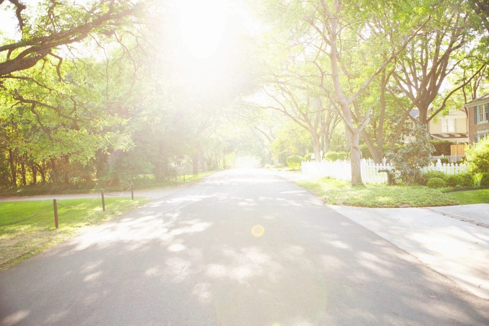 Trees along a residential street