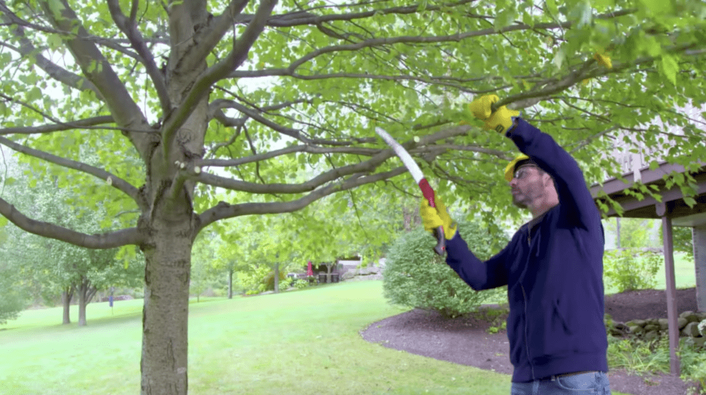 Man pruning a Maple tree