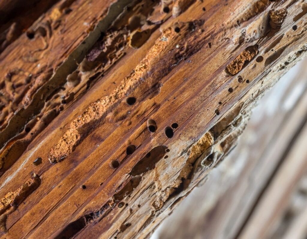 ants eating heartwood of a tree