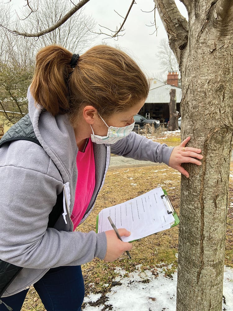 Meg Smolinsky Performing a tree assessment. Every tree owner should perform regular assessments of their own trees.