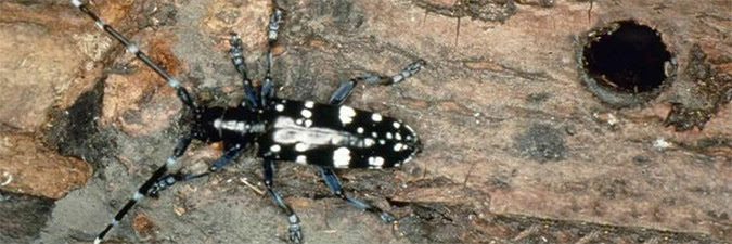 Black Beetle with white spots and long antannae