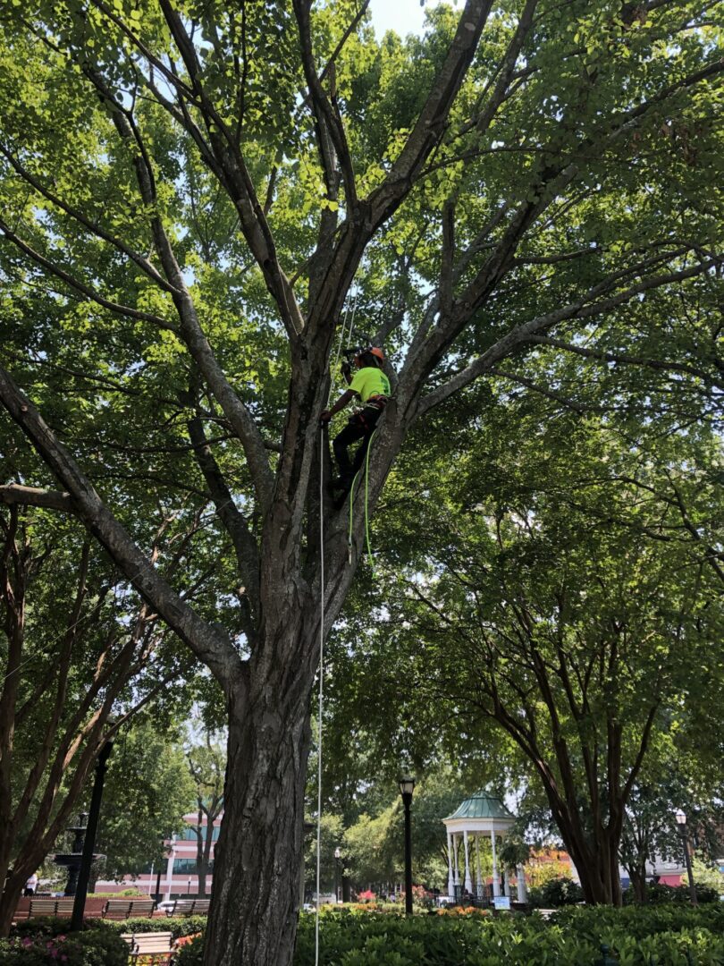 an arborist climbing a tree