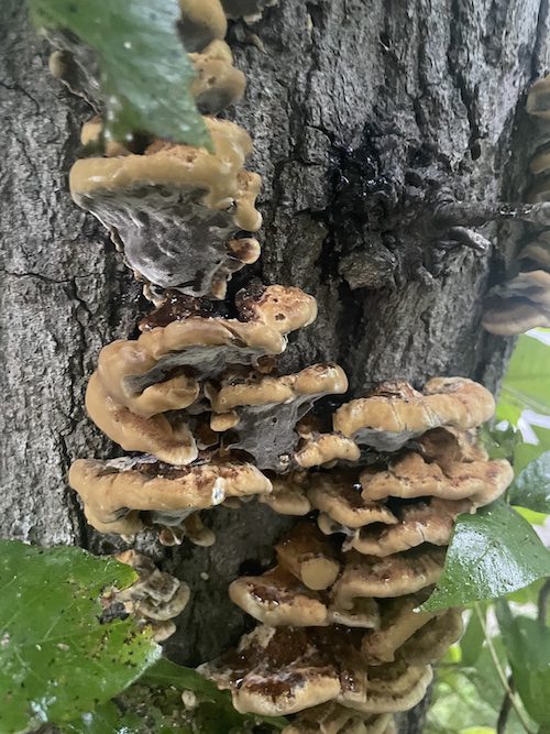 Wood Decay Fungi