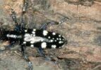 Black Beetle with white spots and long antannae